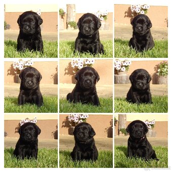 Štěňátka labradorský retriever s PP - labrador s PP - 2