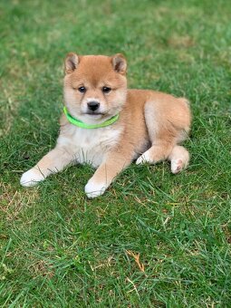 Shiba inu - 2