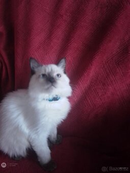 Ragdoll koťátka - 2
