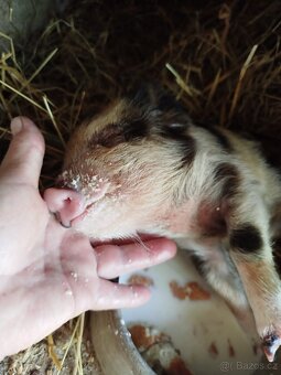 Kune Kune - 2