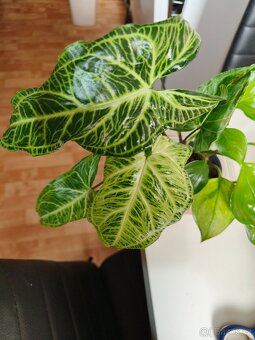 Syngonium 2 druhy- Emerald green, Renoir - 2