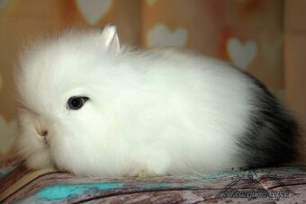 Zakrslý králíček Teddy s VP/samička ZIRA_ doprava po ČR - 2