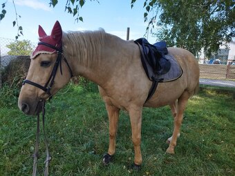 Docházka ke koním - 2