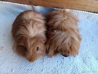 Morče / morčata / morčátko samečci - 2