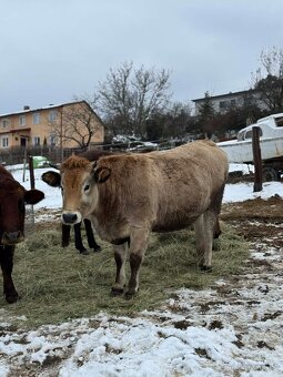 Prodám krávu a jalovici - 2