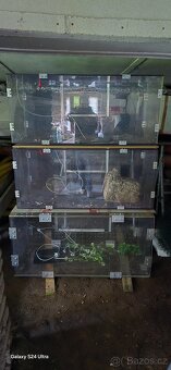 Terárium - 2