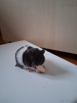 Křeček Syrský - 2