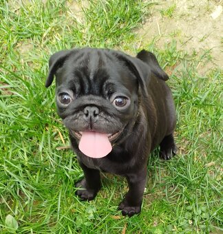 Mops - 2
