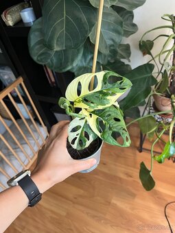 Monstera Adansonii Variegata - 2