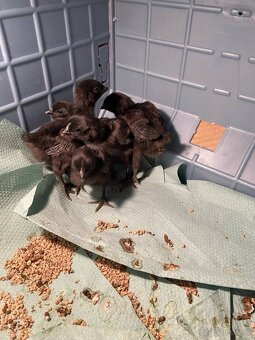 Kuřátka Ayam Cemani - 2