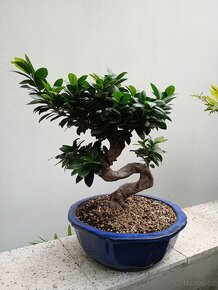 Fíkovník maloplodý bonsai - 2