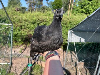 Kohouti - Ayam cemani, holandská zdr., araukana, kropenka - 2