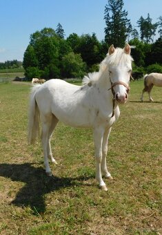 kobylka pony - 2