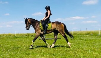 Sportovní pony B - 2