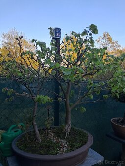 Bonsai bonsaj Lipa - 2
