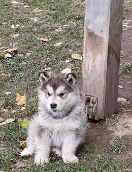 Aljašský Malamut - 2