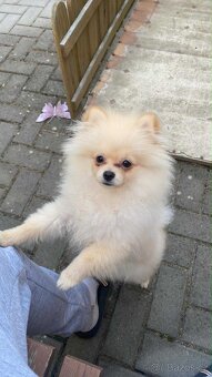 Pomeranian - 2