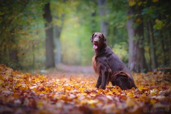Flat coated retriever - nabídka krytí - 2