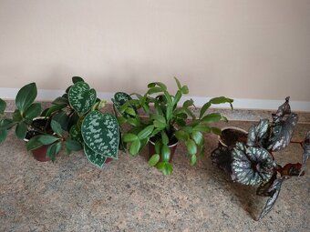 Rezervováno. Kytičky naší babičky 1, - 2