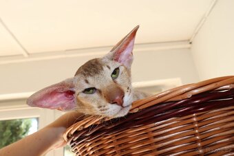 Peterbald s PP Zeina Marbleficent - 2