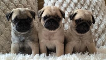 Mops s průkazem původu - 2