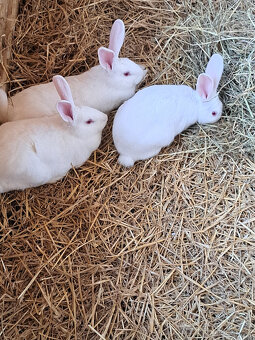 francouzska hyla - 2