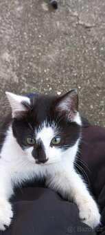 Koťátka daruji - 2