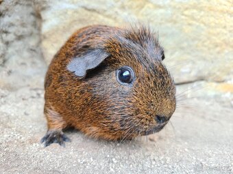 Morče - sameček s PP - 2