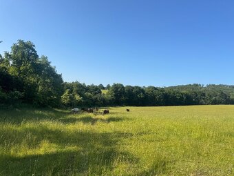 Pastevní ustájení v ráji i pro DUŠNÉ koně PRAHA 35 minut - 2