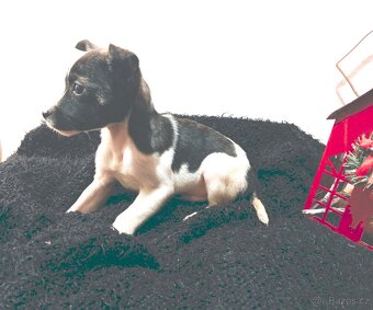 Jack russel terier - 2