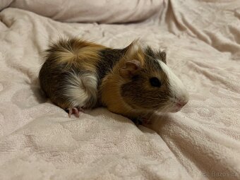 Morče rozetové, rozeta - 2