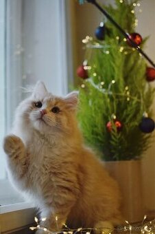 Sibiřská kočka s PP FIFE - 2