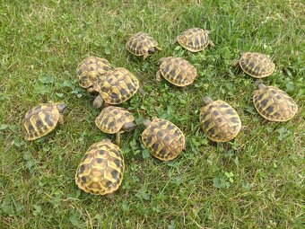 Želva zelenavá - 2