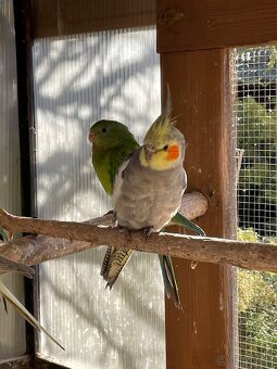 Prodám loňské korely - 2