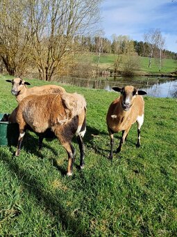 Ovce Kamerunská - 2