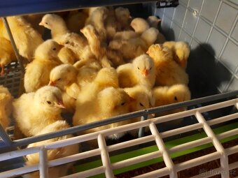 Brojlerova kurata - 2