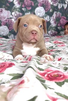American Bully XL - 2
