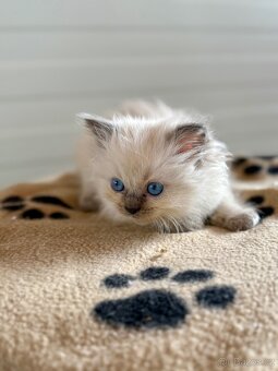 Ragdoll s PP - 2