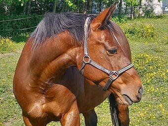 Prodám klisnu QH - 2