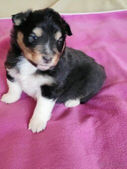 Šeltie - sheltie pejsci - 2