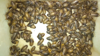 Krmný hmyz:Švábi Blaptica dubia velcí(3-4cm),1ks/2,70kč - 2