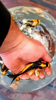 Koi kapr- Kabuto long fish 15cm - 2