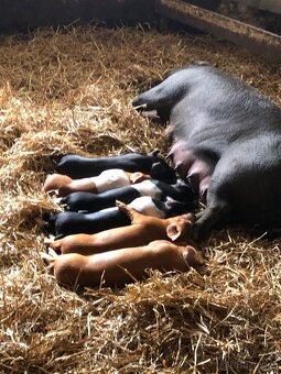 DUROC mladá prasnice + 9 selat - 2