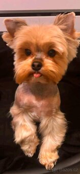 Jorkšírský teriér Yorkšírský teriér fenka s pp - 2
