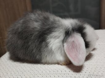 Zakrslý králíček - beránek minilop - 2