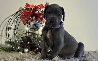 Německá doga modrá s PP - 1 měsíc - 2