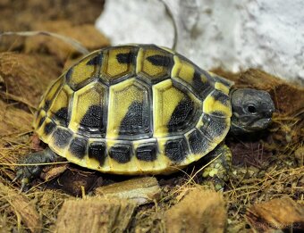 Želva zelenavá - 2