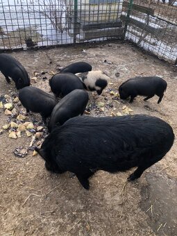 Vietnamské prase - 2