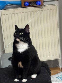 Ragdol pul cerna kocka - 2