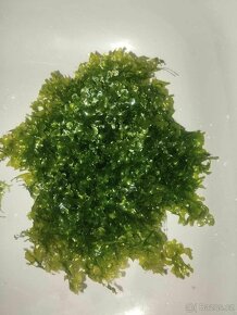 Akvarijní mech: Monosolenium tenerum (Pelia moss) - 2